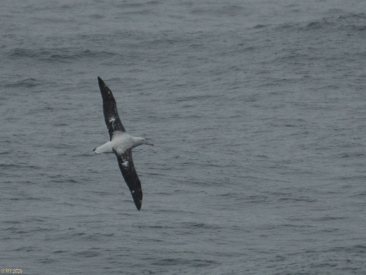 Snowy Albatross - ML615304408