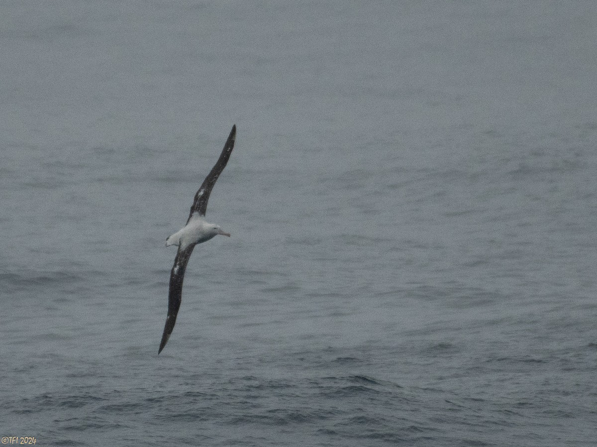 Snowy Albatross - ML615304416