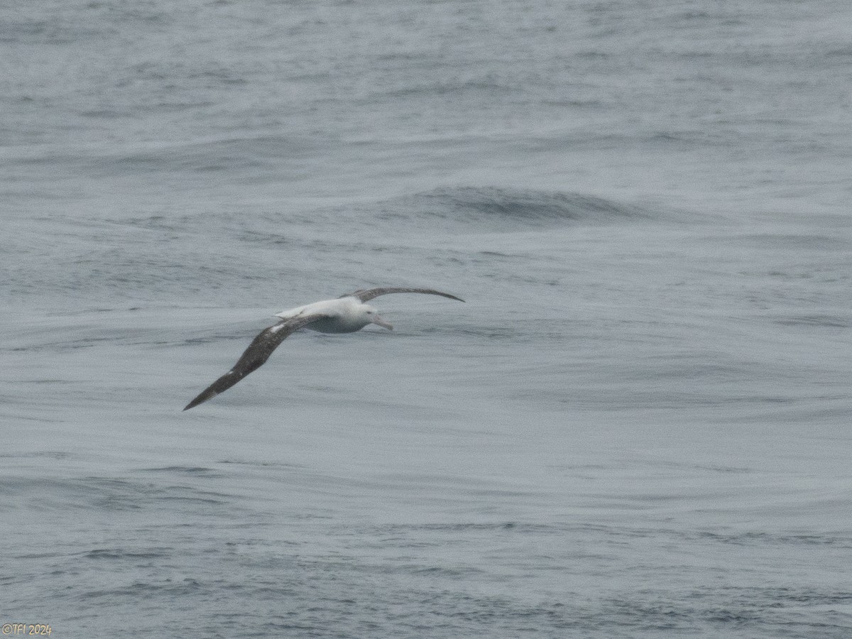 Snowy Albatross - ML615304420