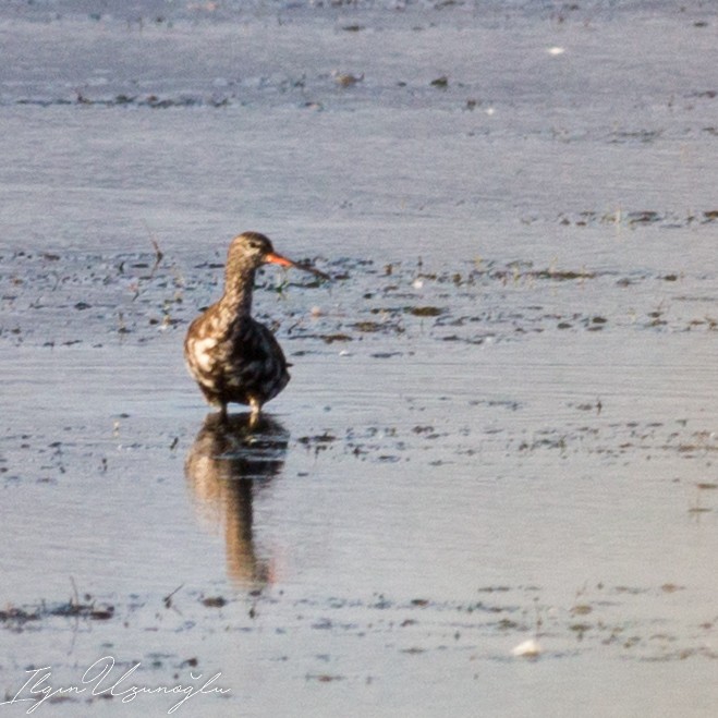 Spotted Redshank - ML615304530