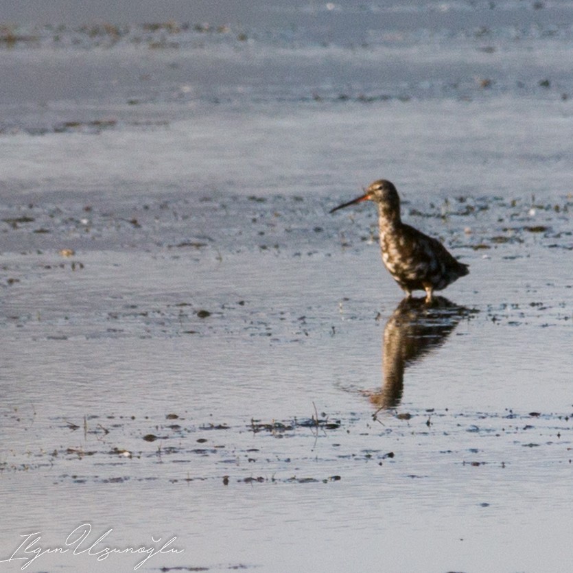 Spotted Redshank - ML615304531