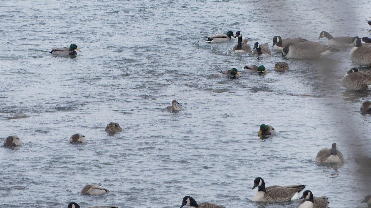 Northern Pintail - ML615304539