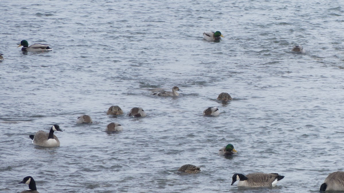 Northern Pintail - ML615304541