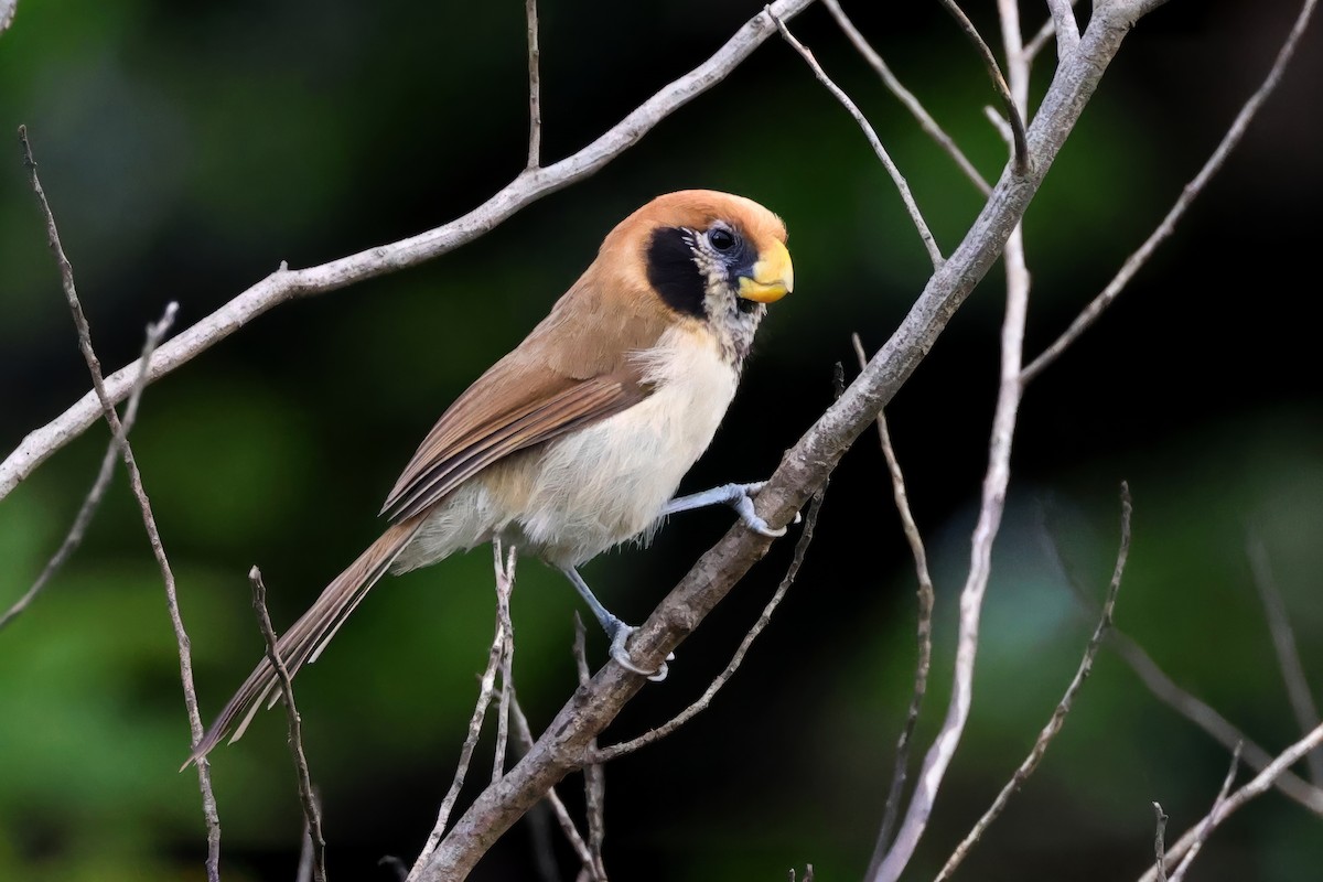 Spot-breasted Parrotbill - ML615304556