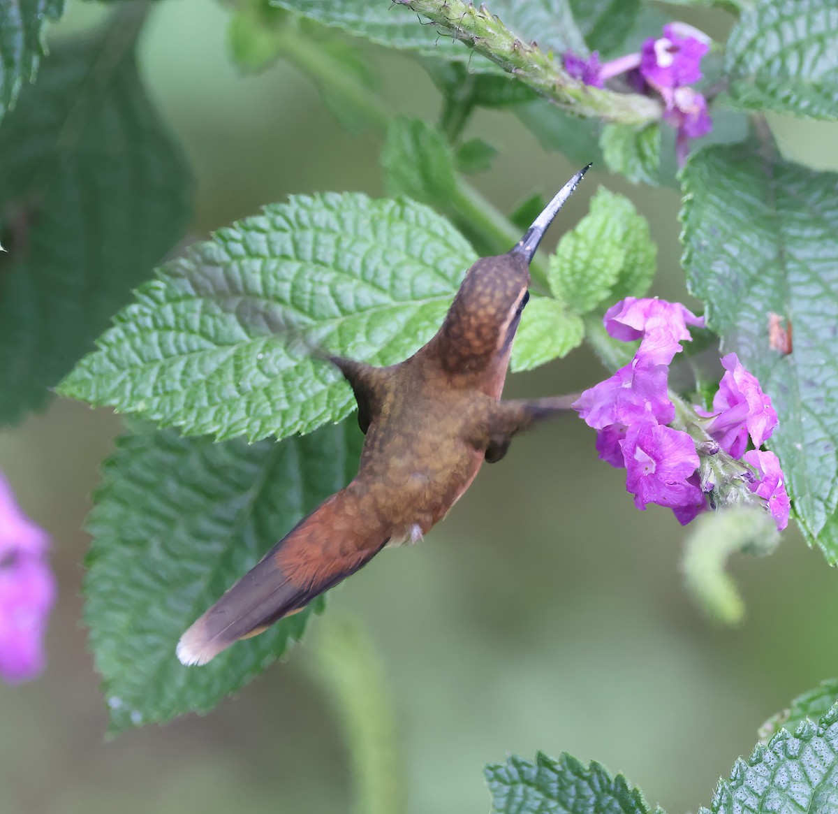 Stripe-throated Hermit - ML615304587