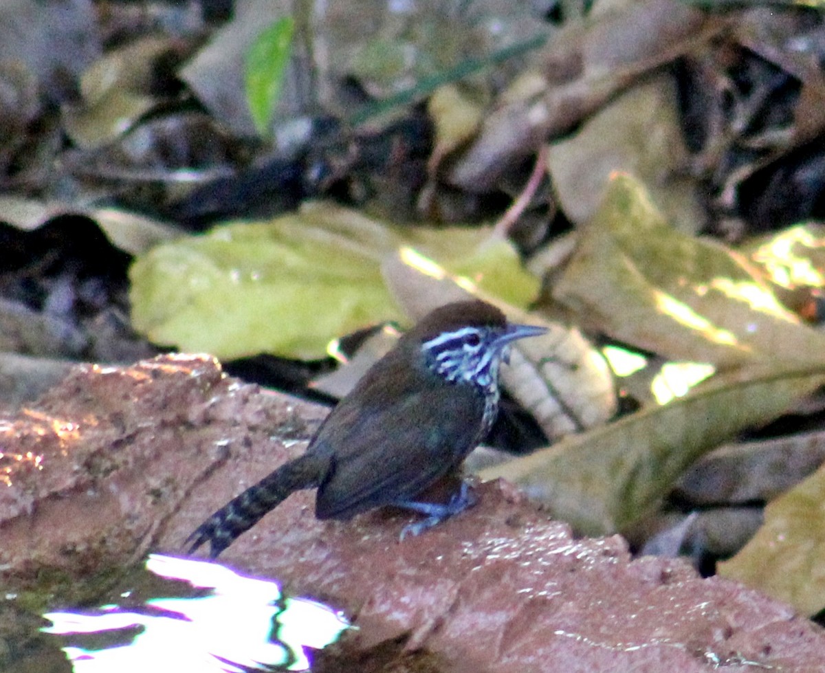 Troglodyte à poitrine tachetée - ML615304614