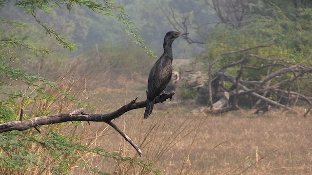 Cormoran à cou brun - ML615304618