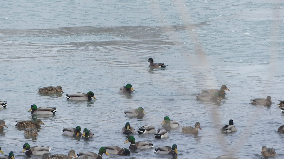 American Wigeon - ML615304631