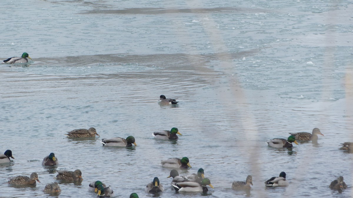 American Wigeon - ML615304633