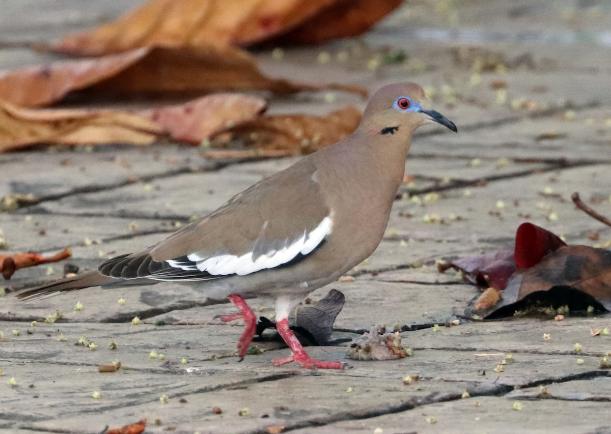 White-winged Dove - ML615304656