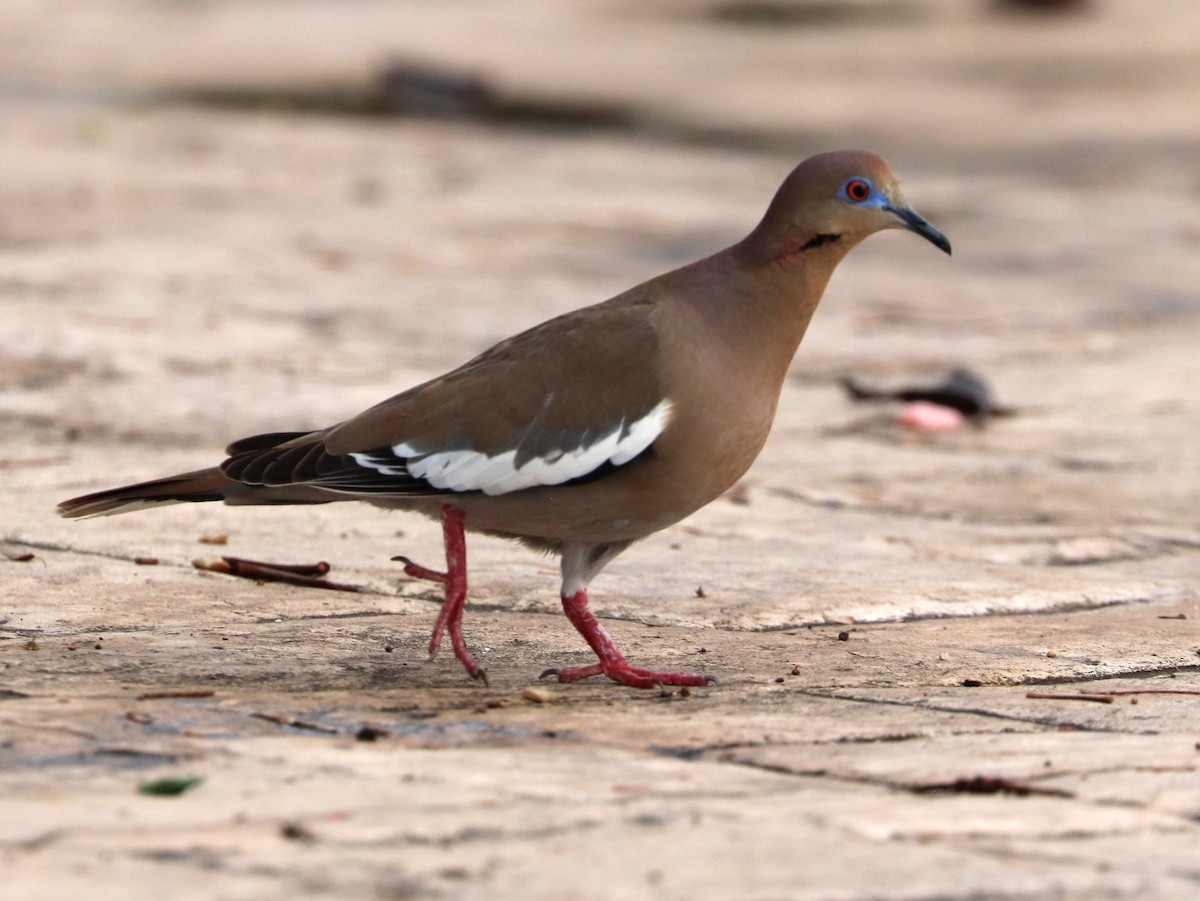 White-winged Dove - ML615304658