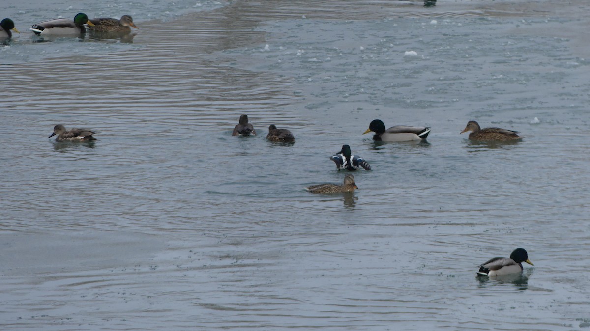 Northern Shoveler - ML615304682