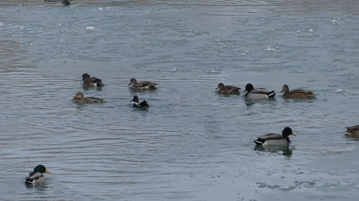 Northern Shoveler - ML615304684