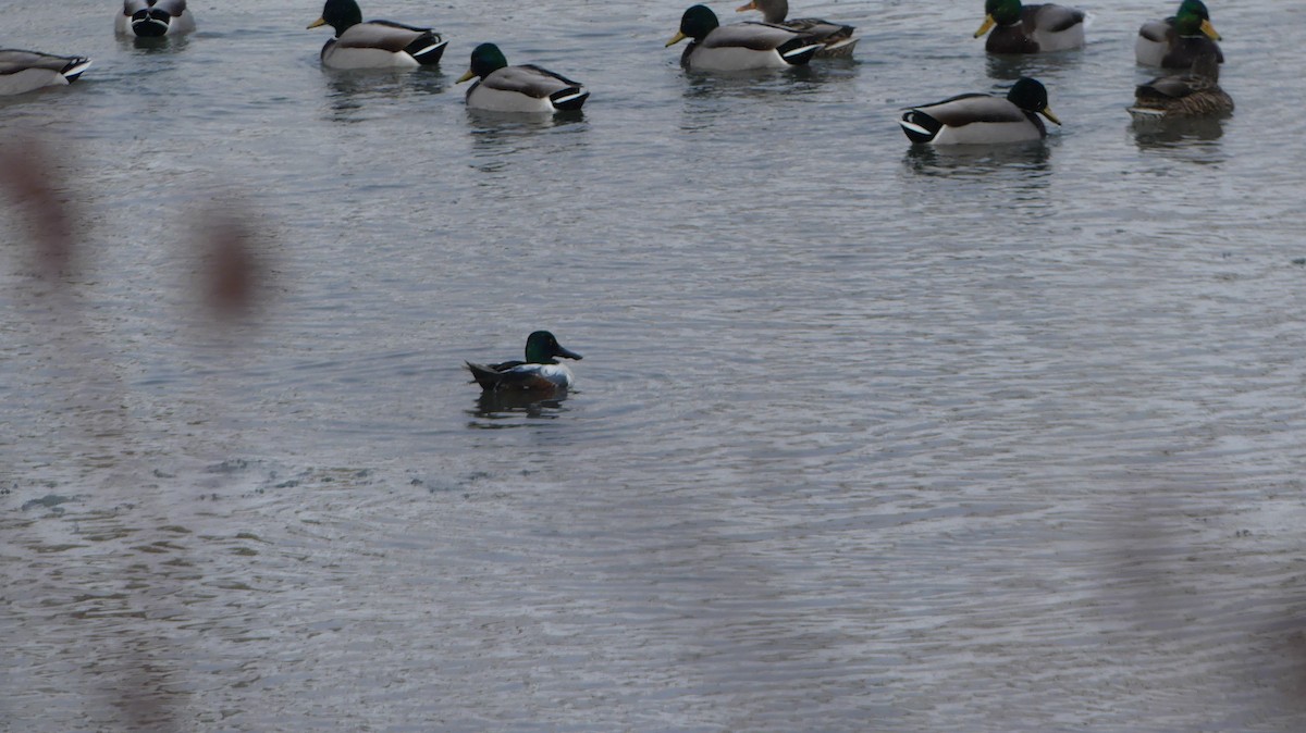 Northern Shoveler - ML615304709