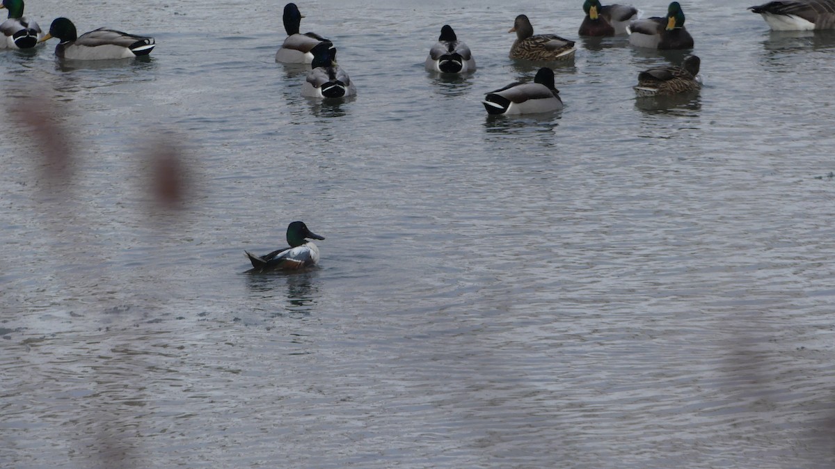 Northern Shoveler - ML615304732