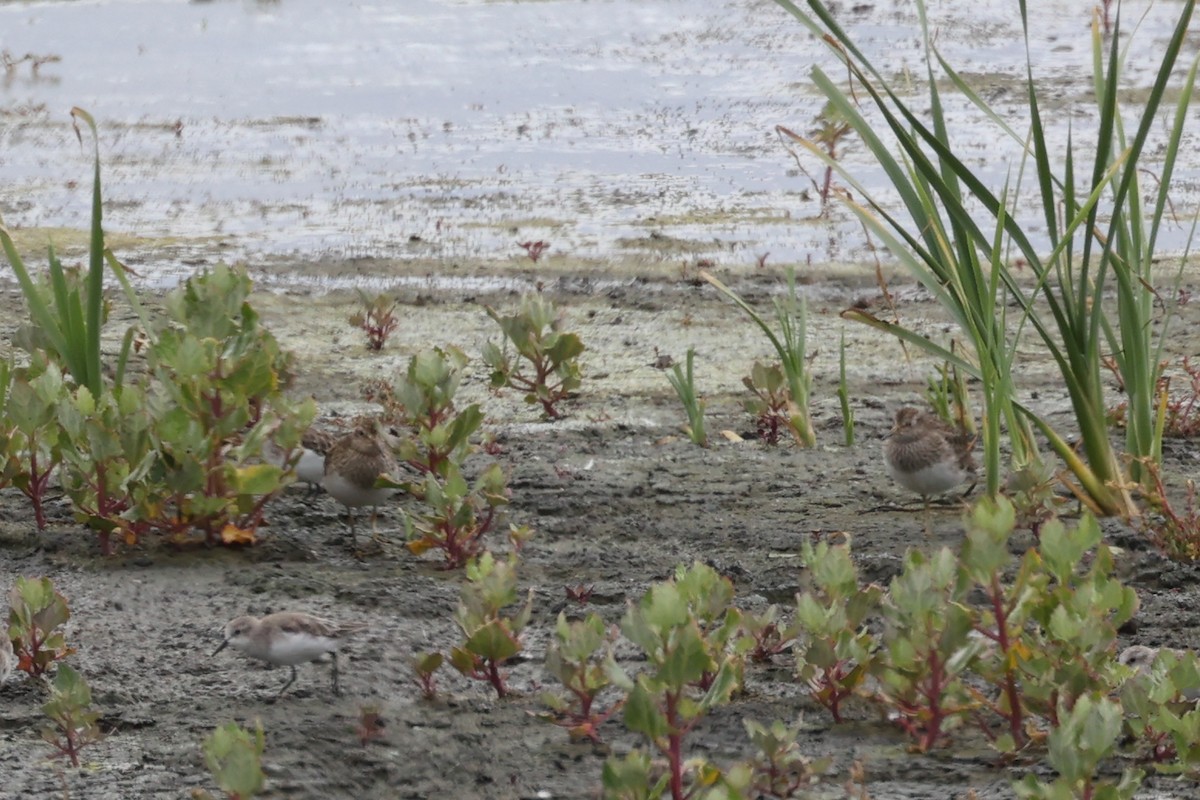 Pectoral Sandpiper - ML615304749