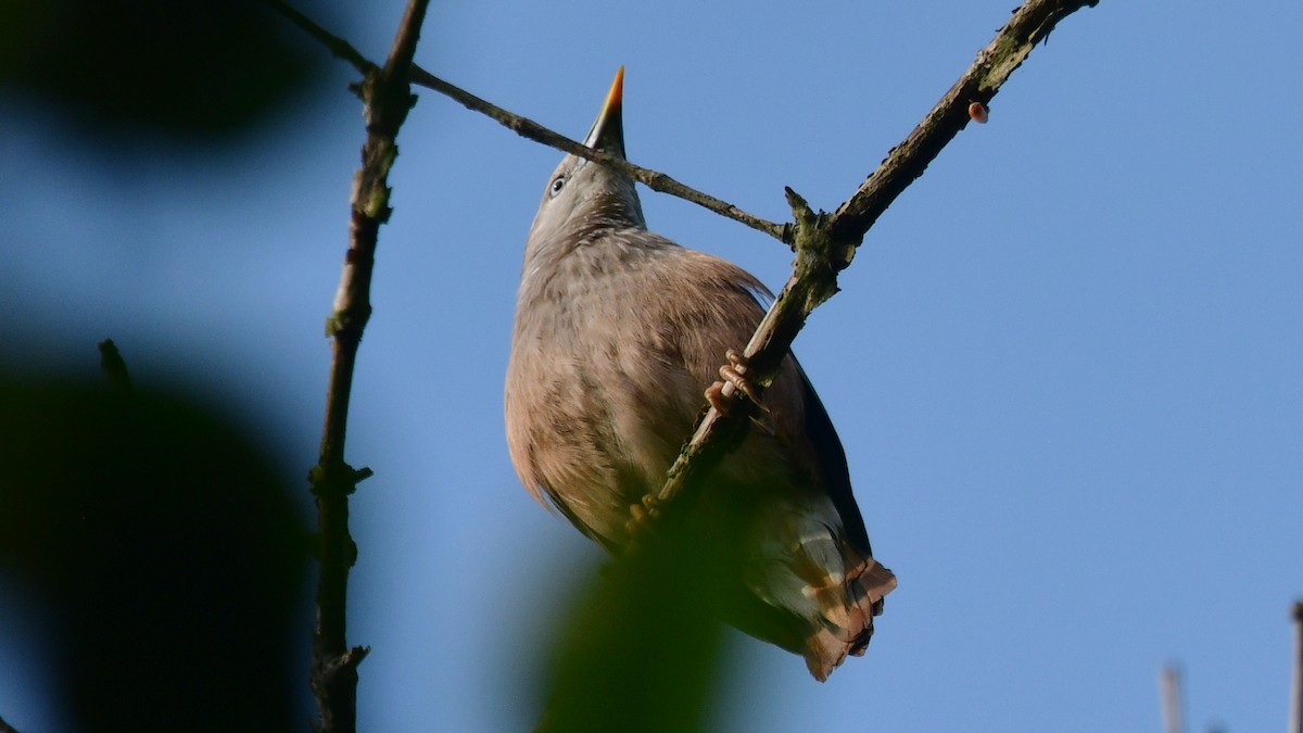 Chestnut-tailed Starling - Carl Winstead