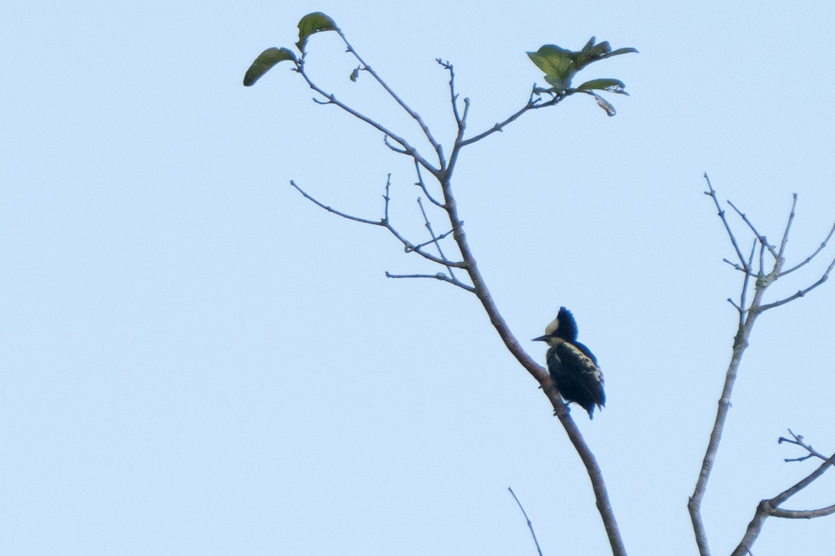 Heart-spotted Woodpecker - ML615304778