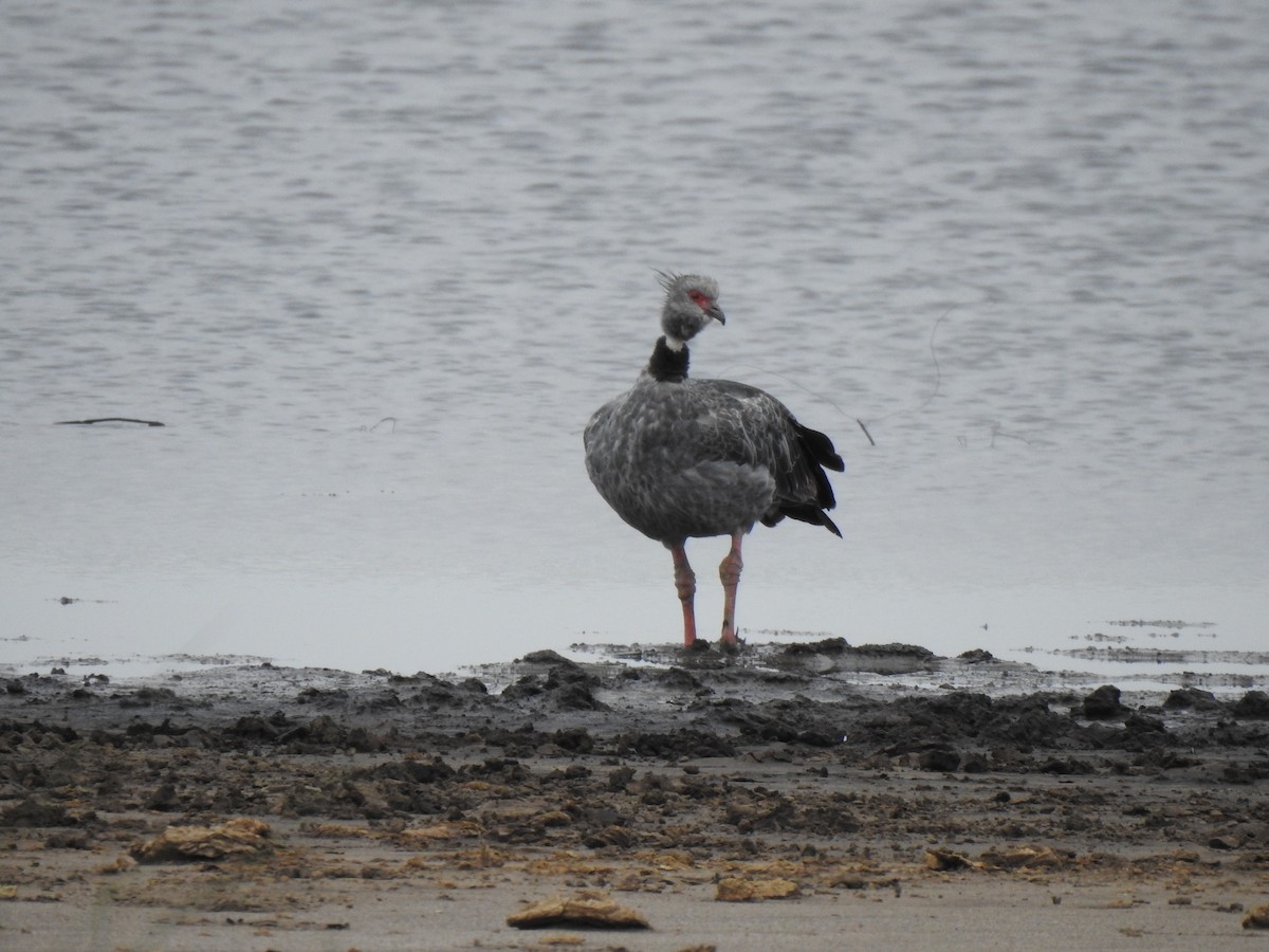 Southern Screamer - ML615304780