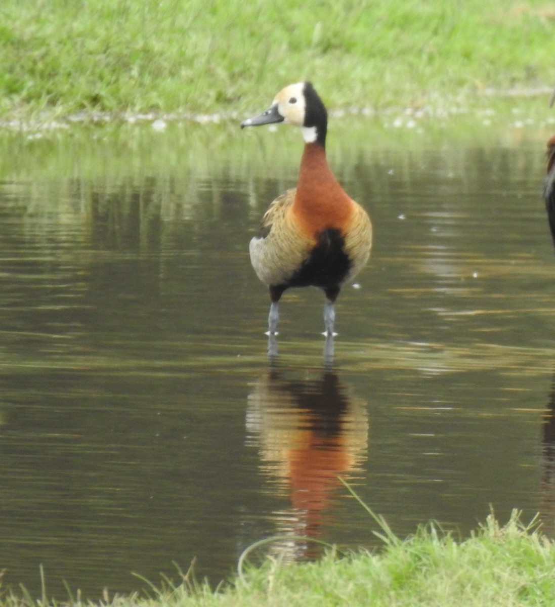 White-faced Whistling-Duck - ML615304795