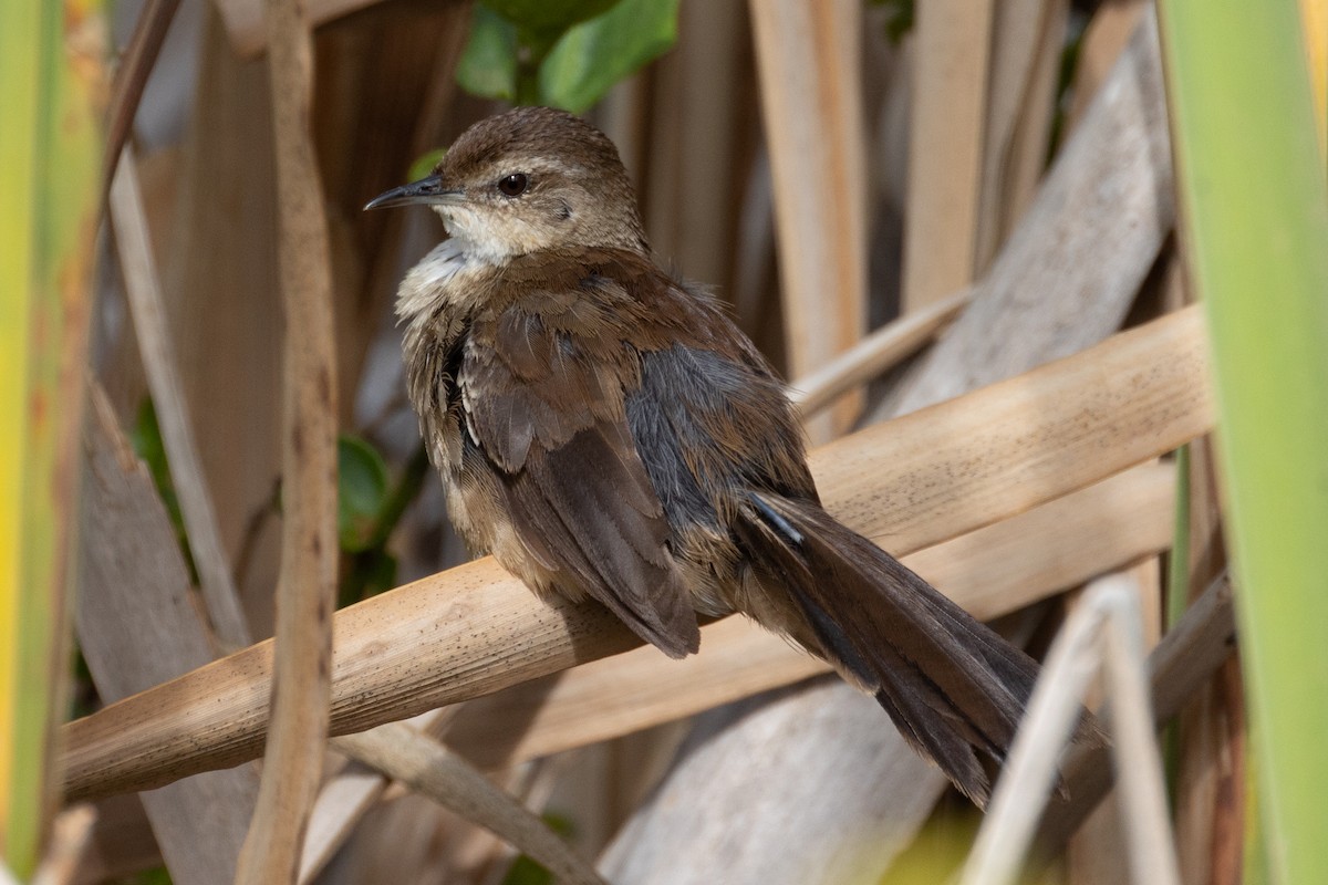 Little Rush Warbler - ML615304807