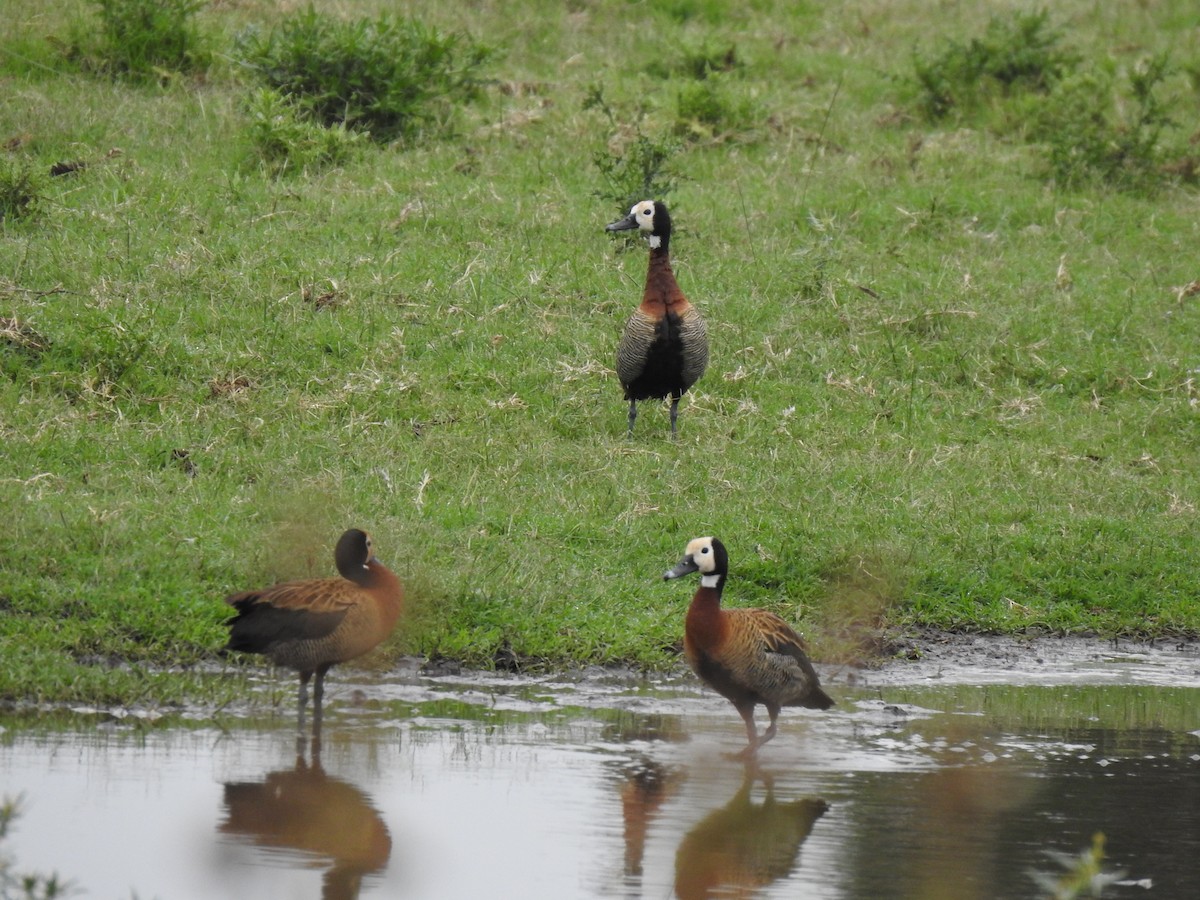 White-faced Whistling-Duck - ML615304820