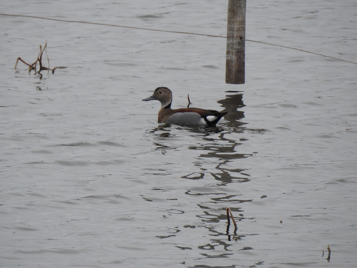 Ringed Teal - ML615304831