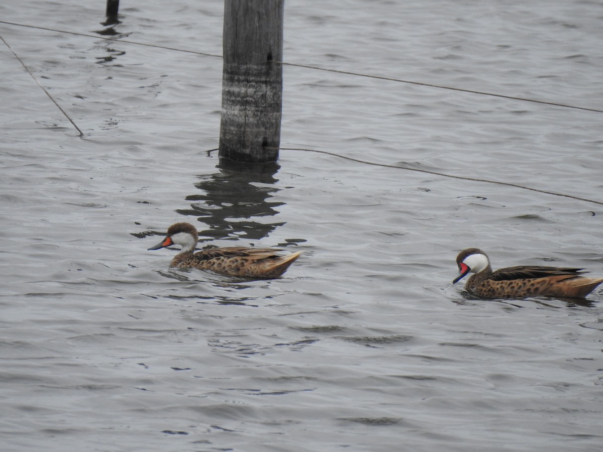 White-cheeked Pintail - ML615304845