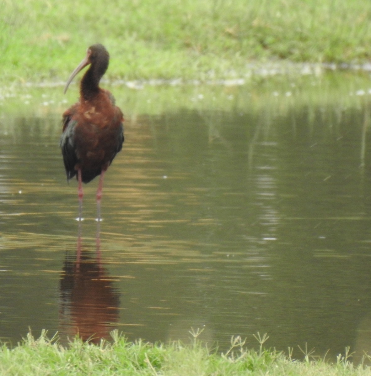 ibis americký - ML615304896