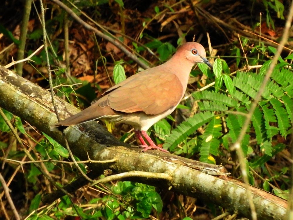 White-tipped Dove - ML615304901