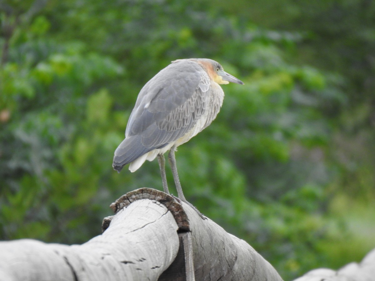 Whistling Heron - Fernanda Ferrari