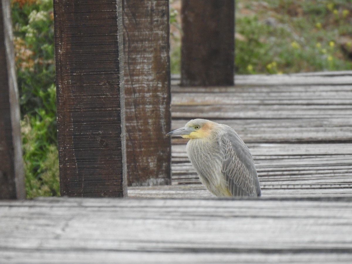 Whistling Heron - Fernanda Ferrari