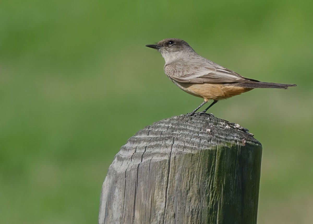 Say's Phoebe - ML615304992