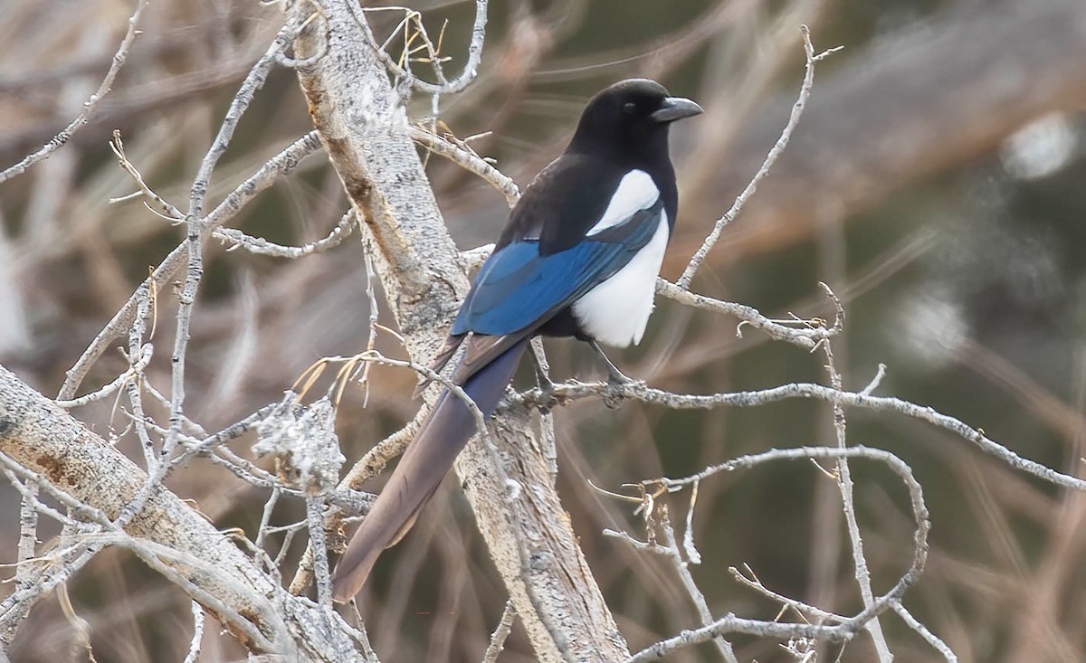 Black-billed Magpie - ML615305043