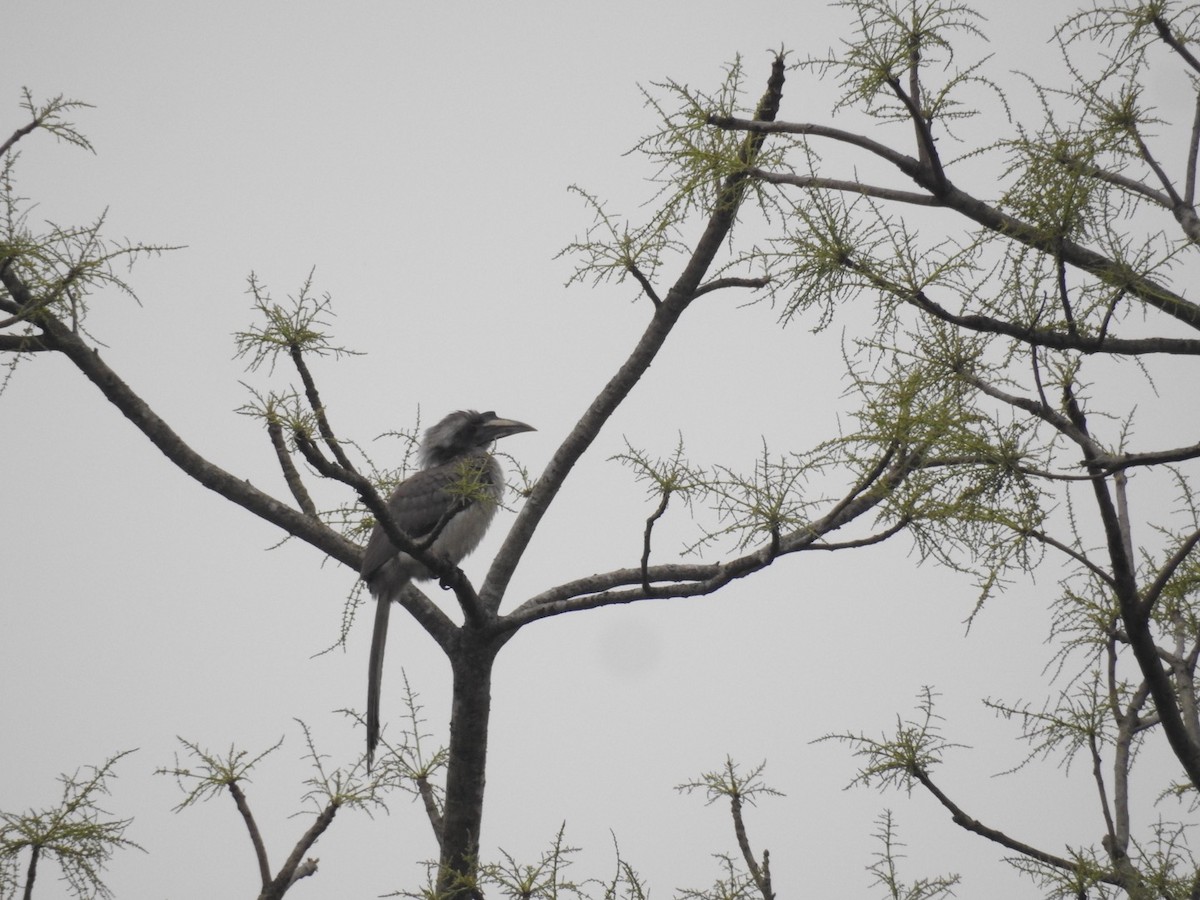 Indian Gray Hornbill - ML615305053