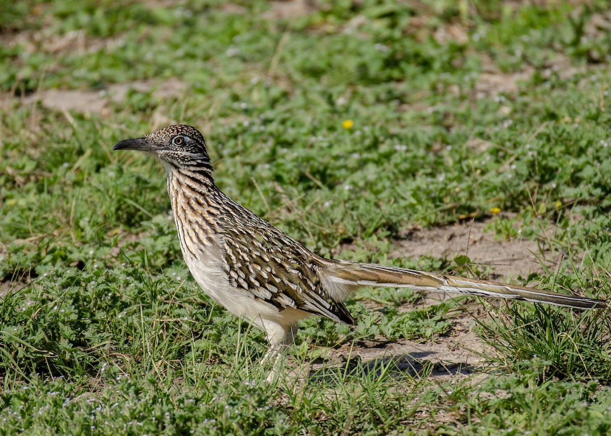 Greater Roadrunner - ML615305079