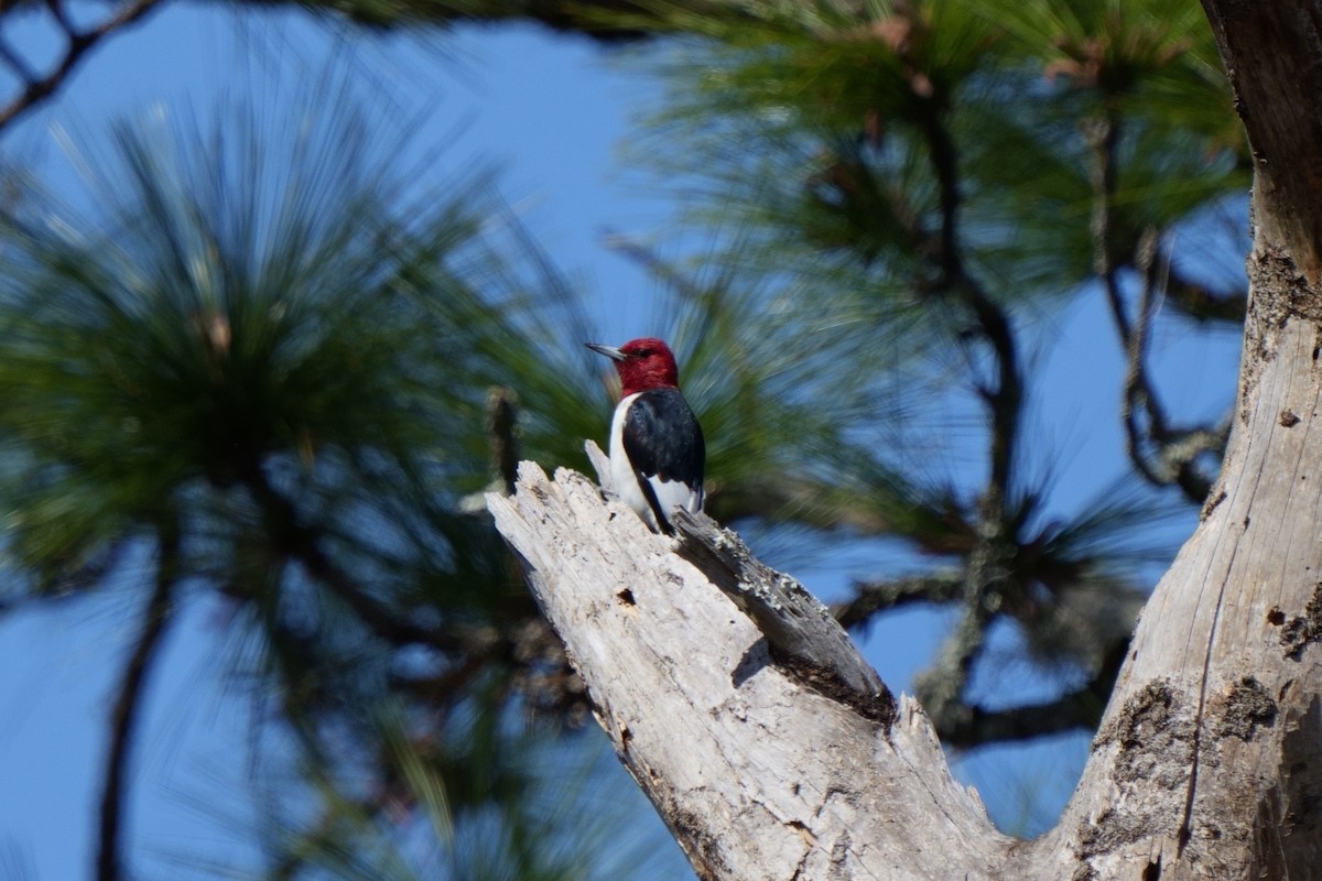Red-headed Woodpecker - ML615305091