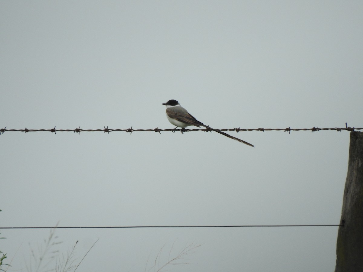 Fork-tailed Flycatcher - ML615305113