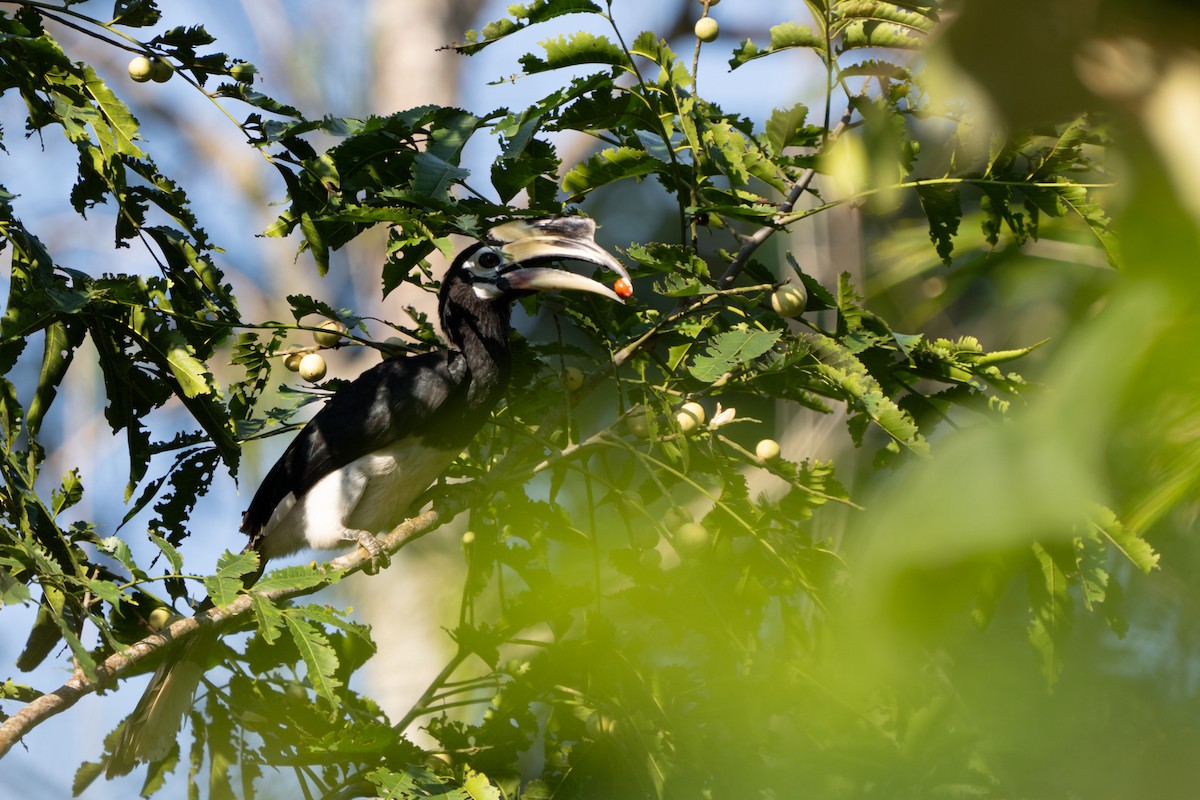 Oriental Pied-Hornbill - ML615305116