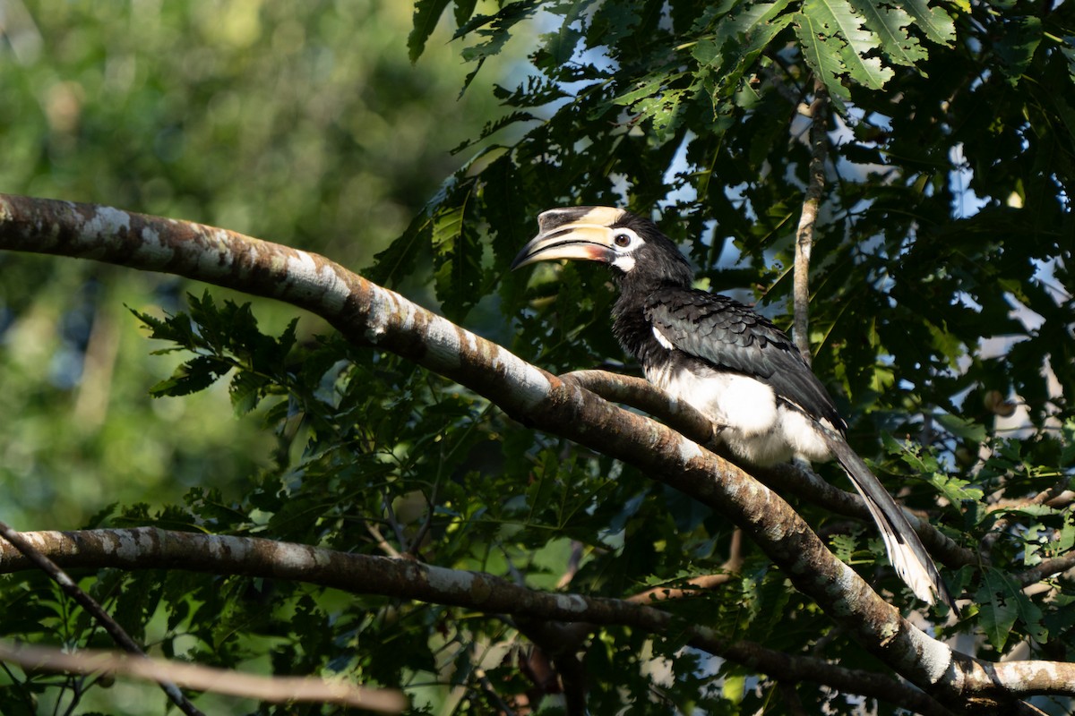 Cálao Cariblanco - ML615305117