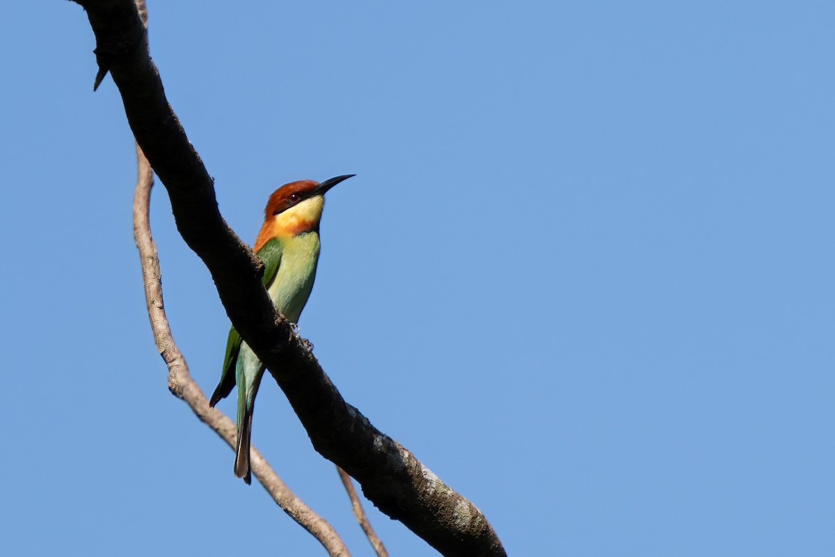 Chestnut-headed Bee-eater - Yuluen Tsai