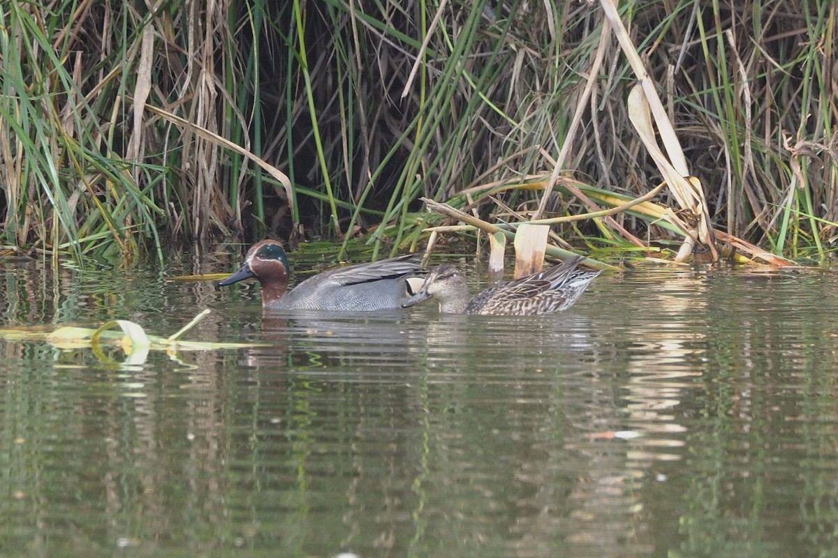 Green-winged Teal - ML615305157