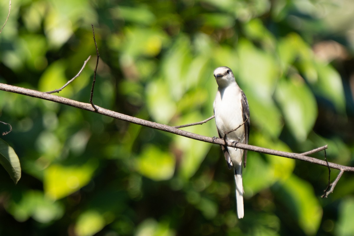 Ashy Minivet - ML615305174