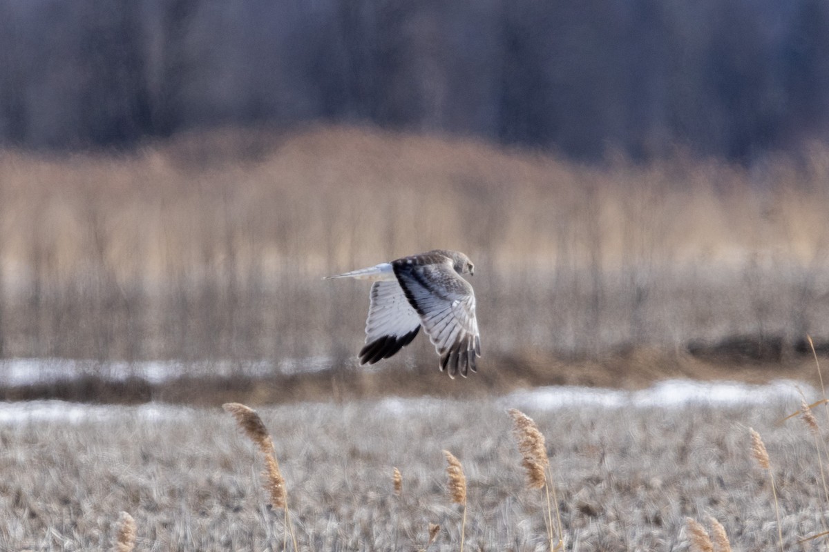 Northern Harrier - ML615305175