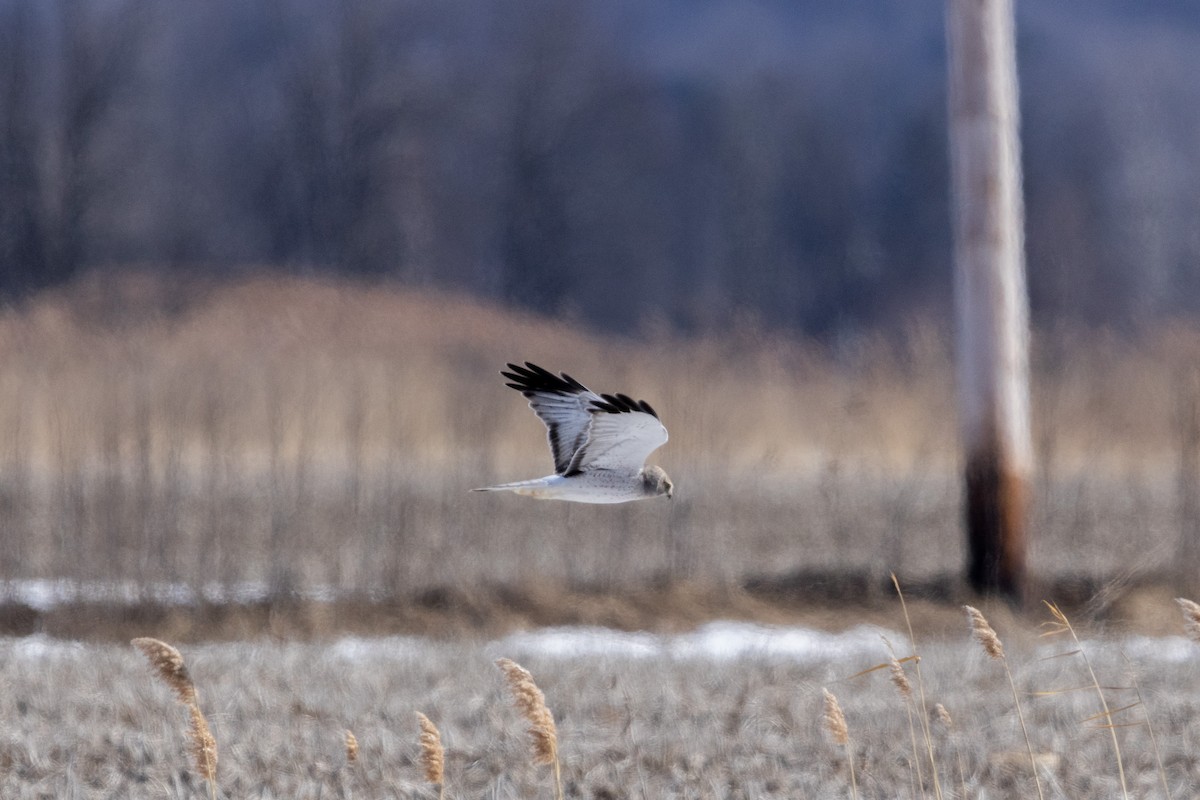 Northern Harrier - ML615305176