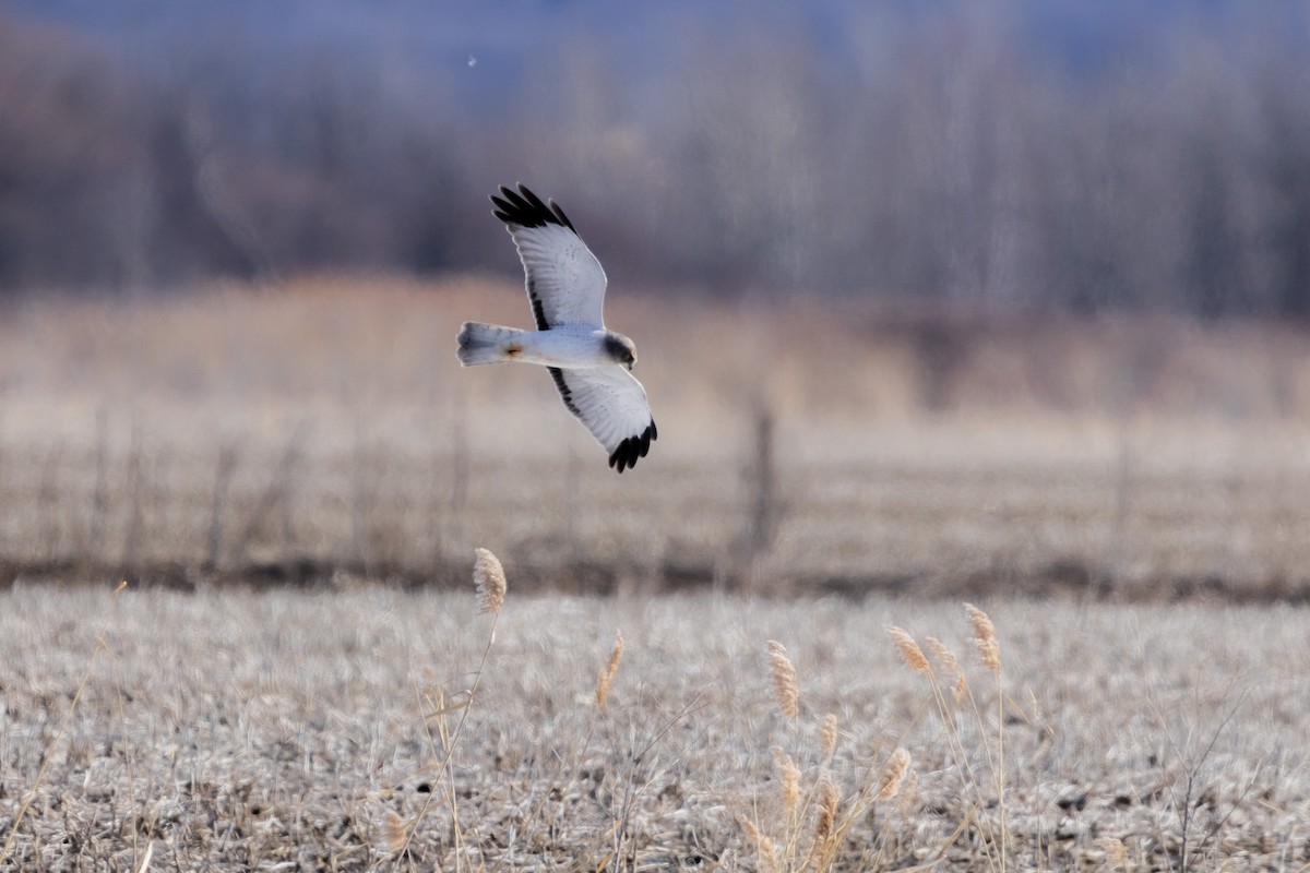 Northern Harrier - ML615305177