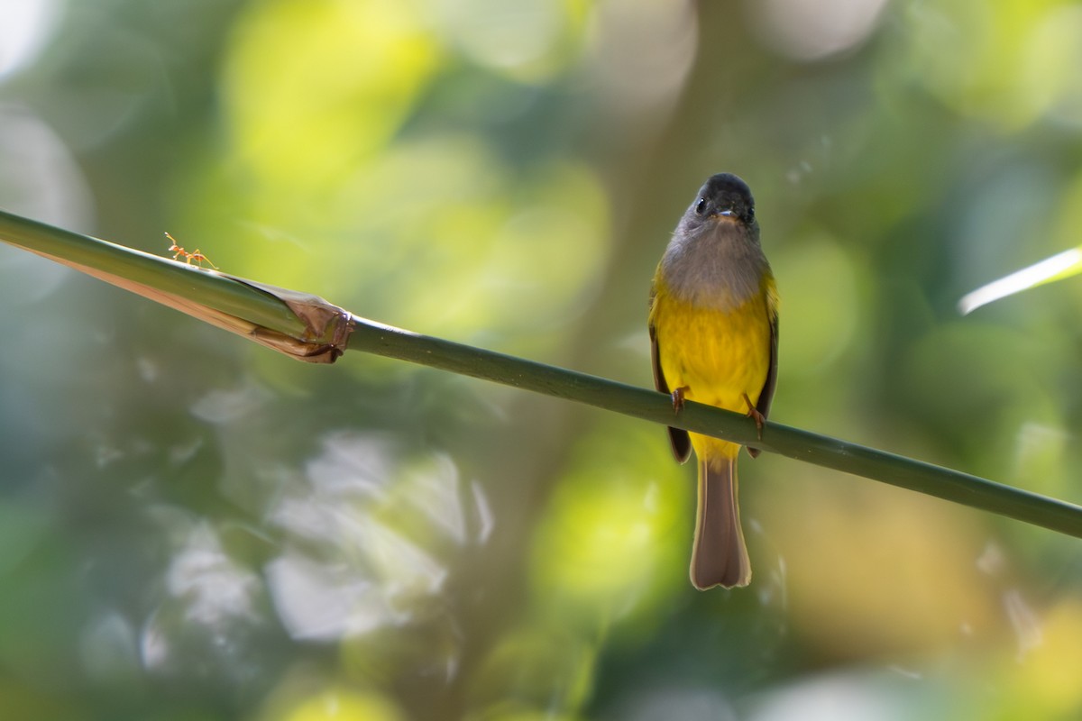 Gray-headed Canary-Flycatcher - Yuluen Tsai