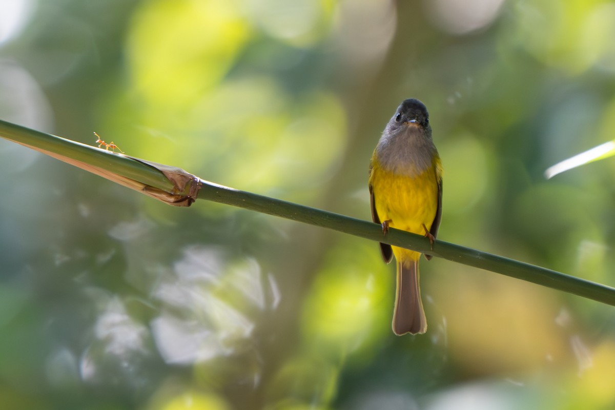 Gray-headed Canary-Flycatcher - ML615305209