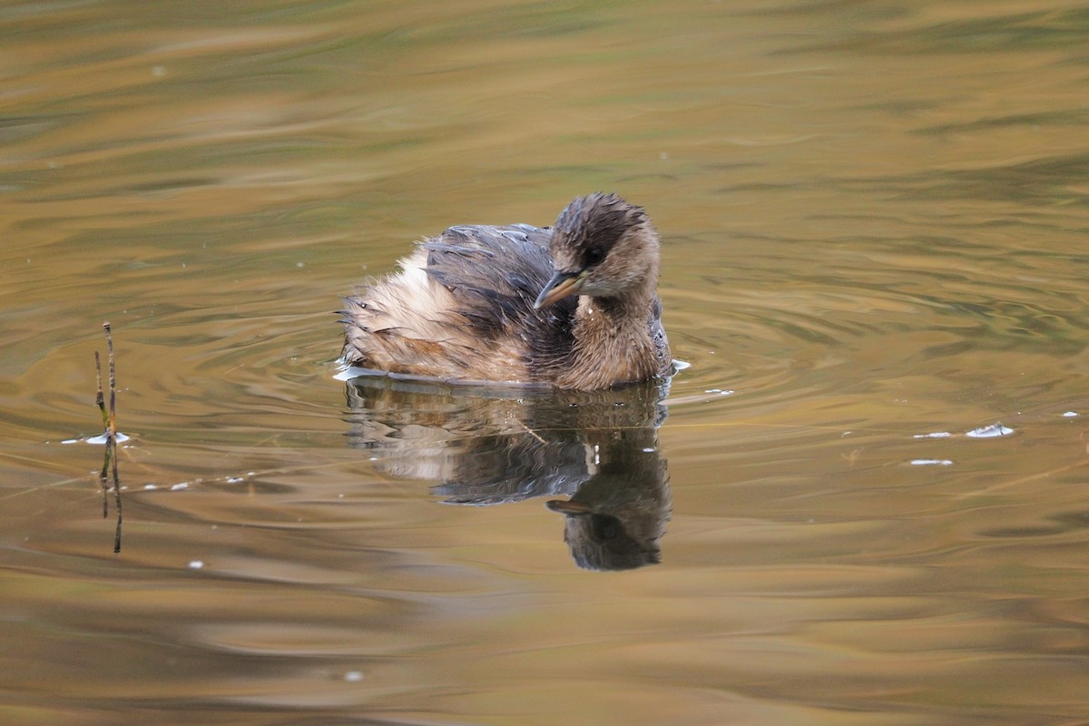 Little Grebe - ML615305240