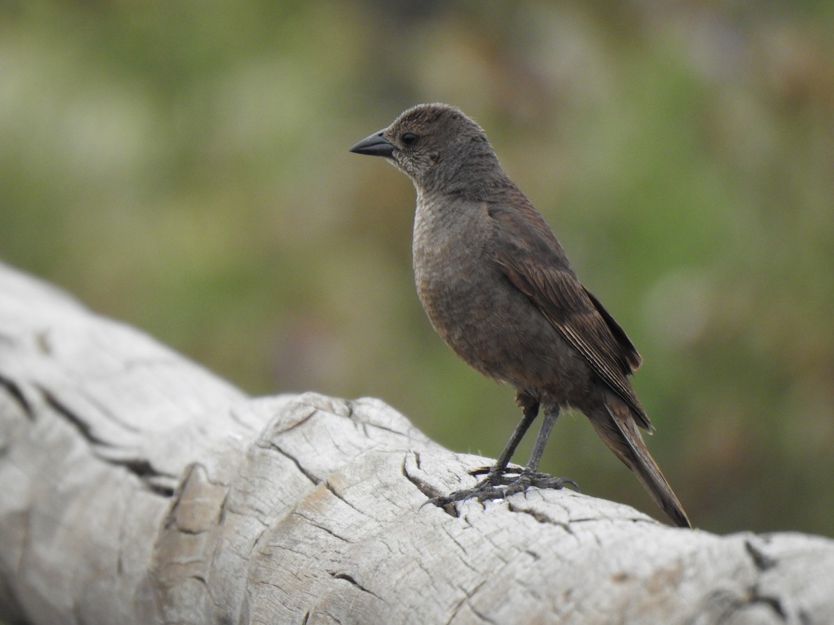 Shiny Cowbird - Fernanda Ferrari